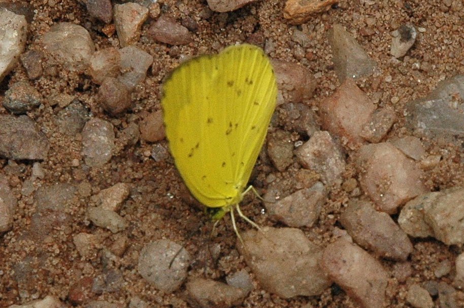 047 Yellow, Common Grass, 2007-12222589b Kakadu - Nourlangie Rock, NT.jpg - Common Grass Yellow (Eurema hecabe) Butterfly. Nourlangie Rock, Kakadu National Park, 12-22-2007